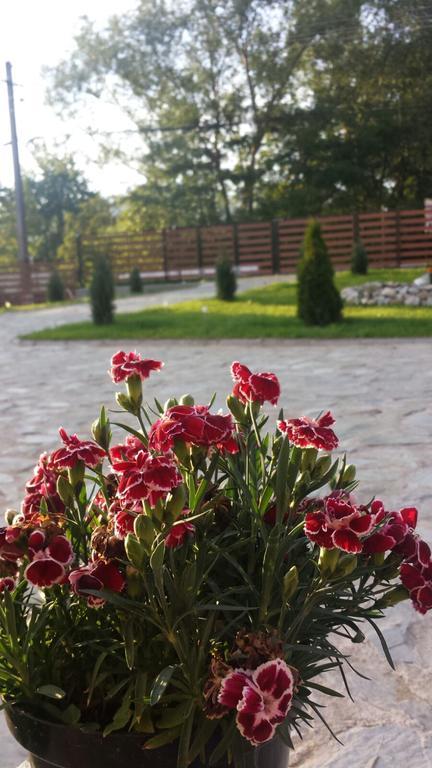 Pensiunea Codruta Cărpinişu Buitenkant foto
